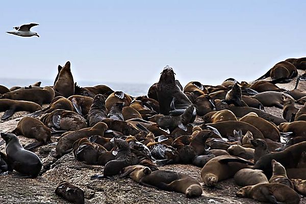 Fur Seals On Seal Island 1
