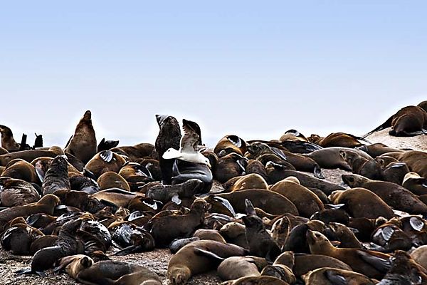 Fur Seals On Seal Island 2