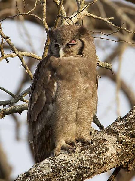 Giant Eagle Owl