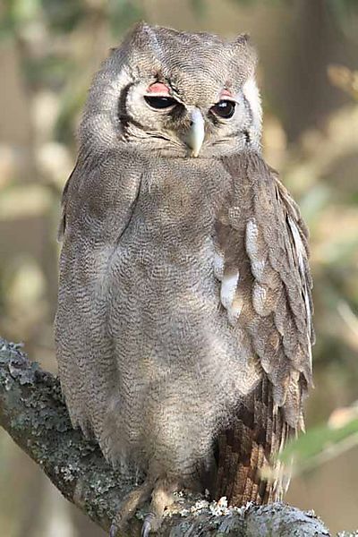 Giant Eagle Owl 1