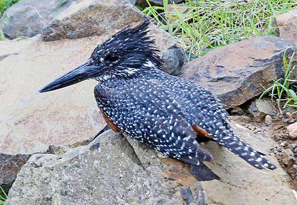 Giant Kingfisher