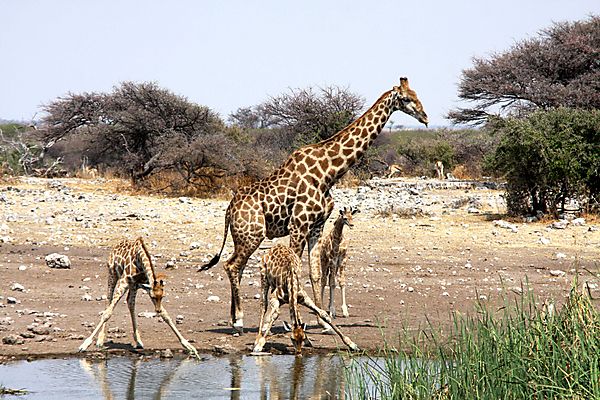 Giraffe Etosha 1