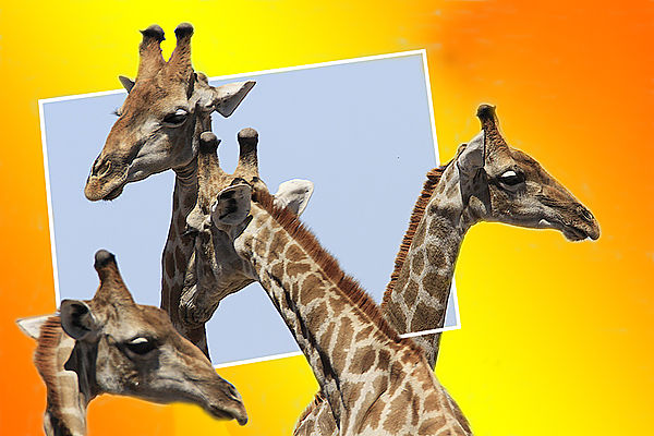 Giraffes