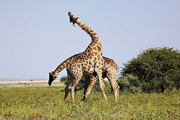 Giraffes Fighting