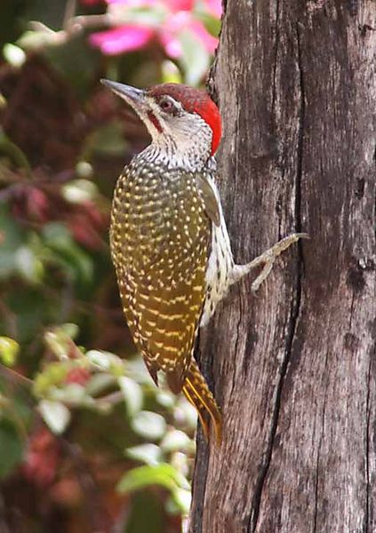 Golden Tailed Woodpecker