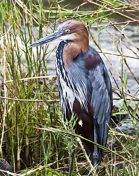 Golliath Heron In Sabi River