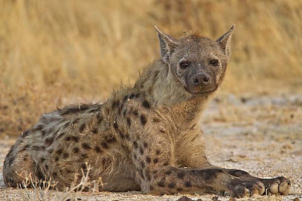 Good Looking (if There Is Such A Thing) Hyena