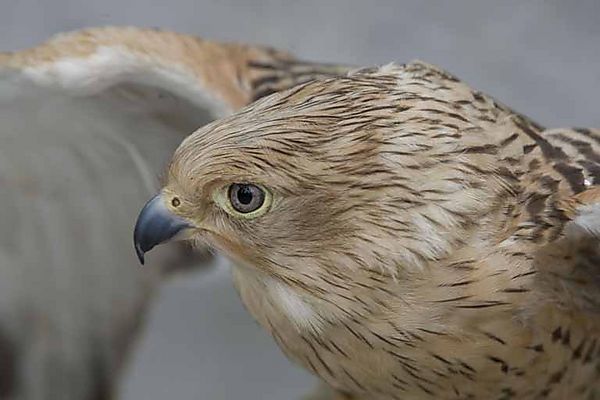 Greater Kestrel