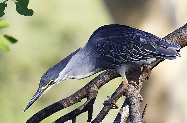 Green Backed Heron 2