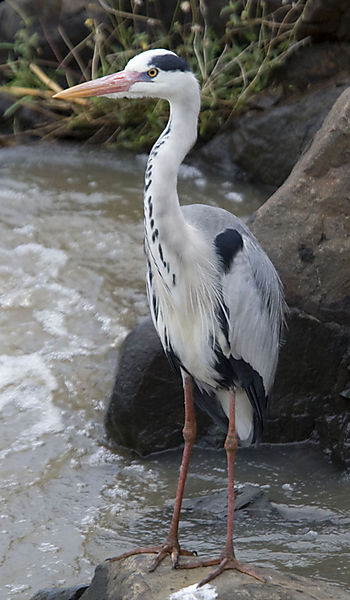 Grey Heron