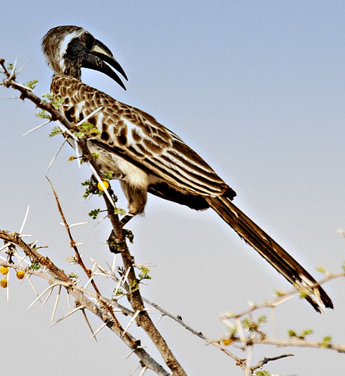 Grey Hornbill