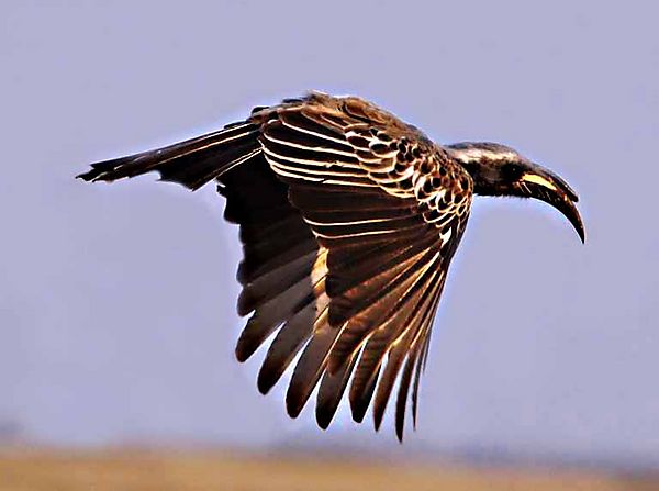 Grey Hornbill in flight