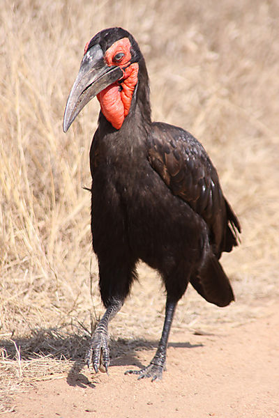 Ground Hornbill