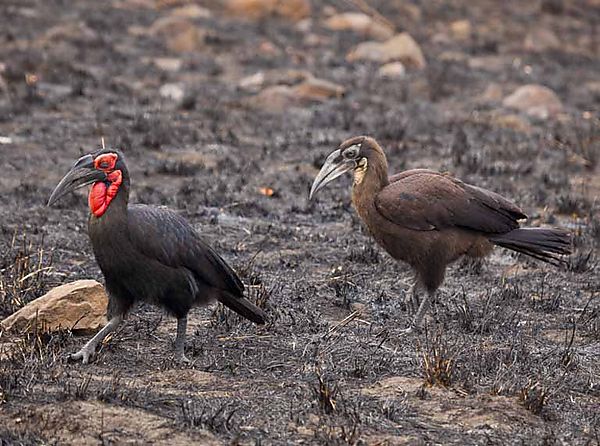 Ground Hornbill 1