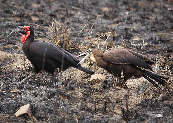 Ground Hornbill 2