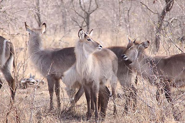 Group Of Young Males