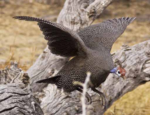 Guinea Fowl