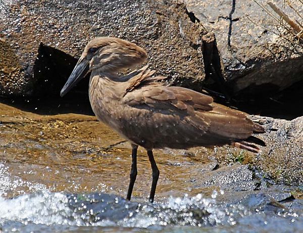 Hammerkop