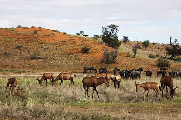 Hartebeest 2
