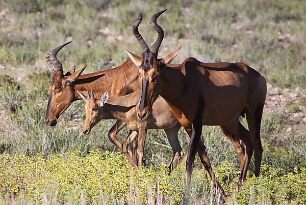 Hartebeest 3