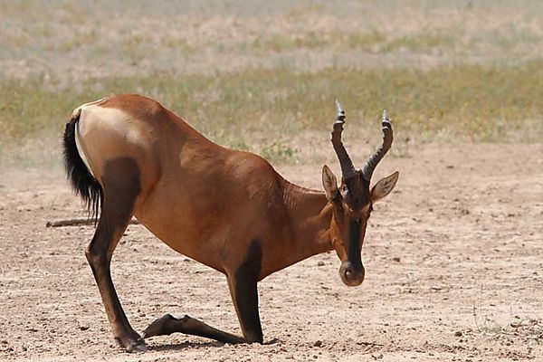 Hartebeest (red)