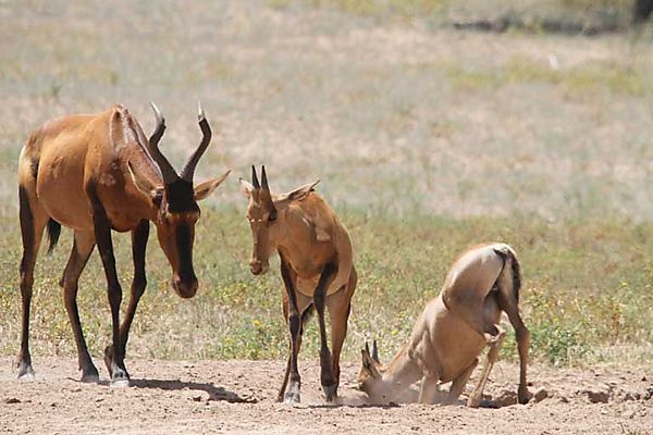 Hartebeest (red)