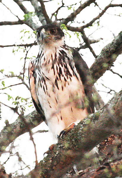 Hawk Eagle 2