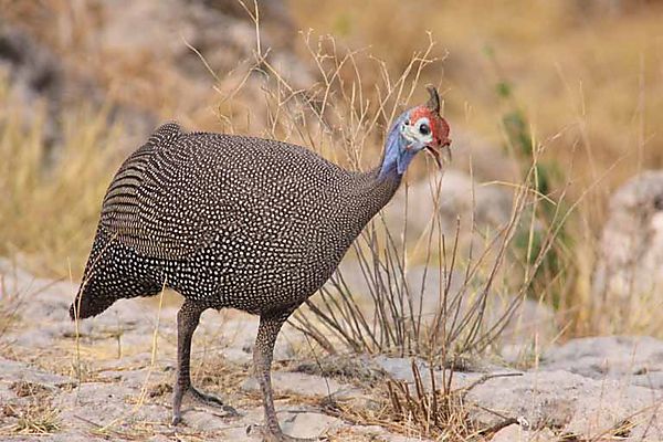 Helmeted Guiena fowl