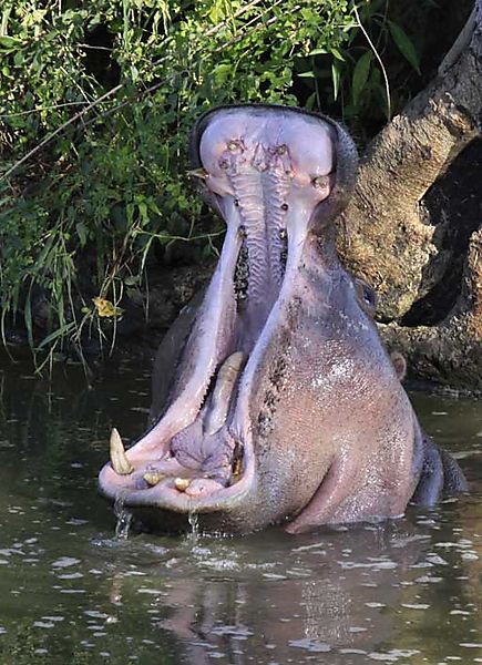 Hippo 1
