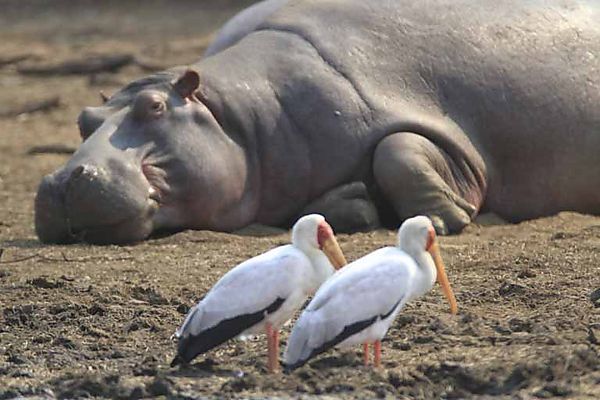 Hippo At Sunset Dam