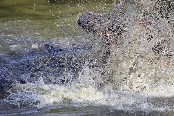 Hippo Kruger 3