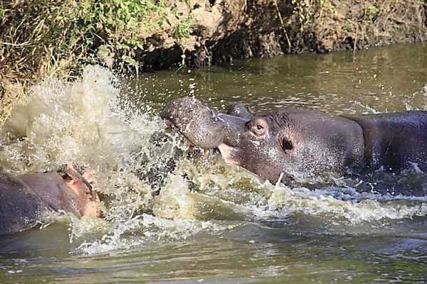 Hippo Kruger 4