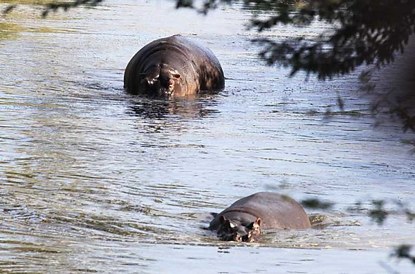 Hippo Kruger 5