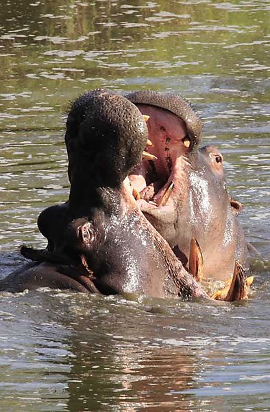 Hippo Kruger 6