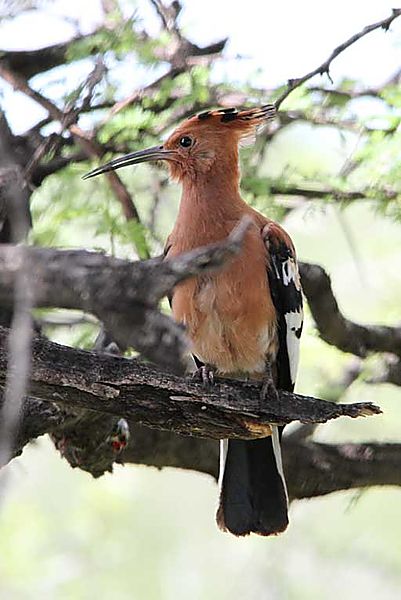 Hoopoe