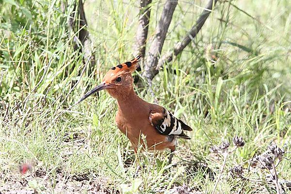 Hoopoe