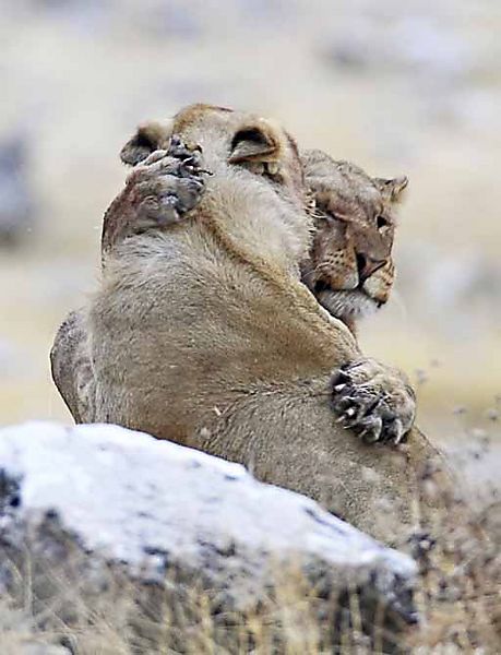 Hug Lion style