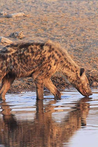 Hyena 1