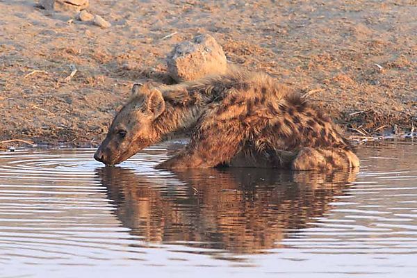 Hyena 2
