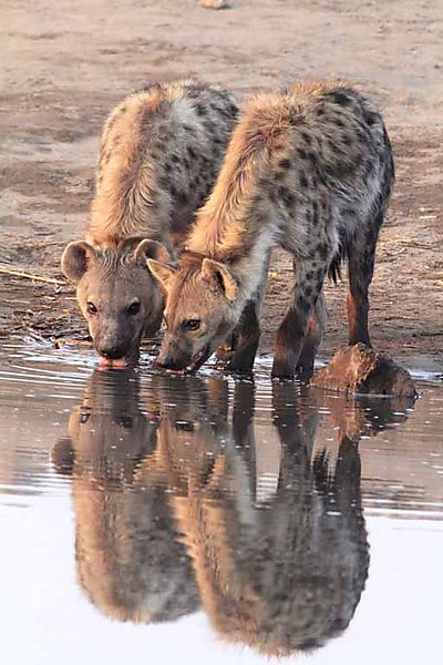Hyena 4