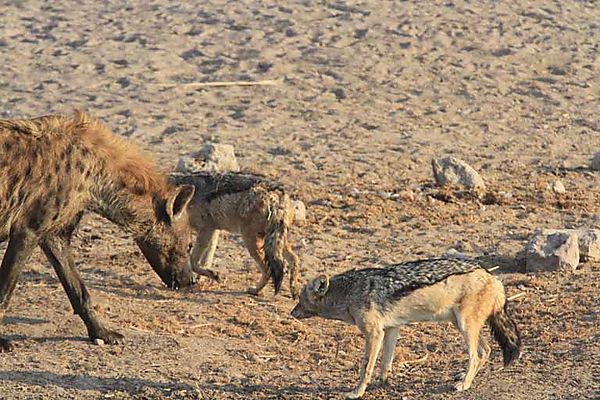 Hyena and Jackal