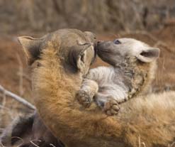 Hyena And Pup Up Close