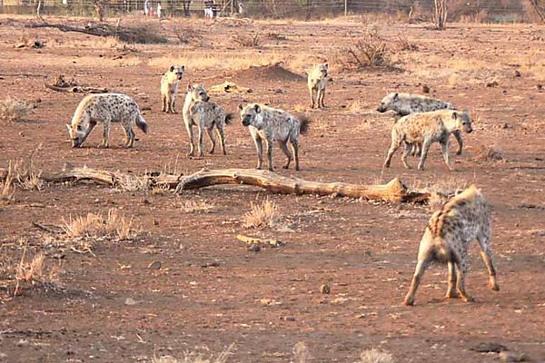 Hyena near Satara