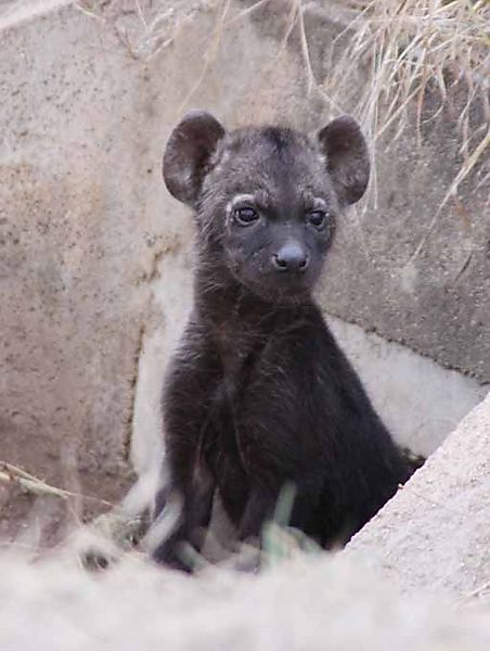 Hyena Pup