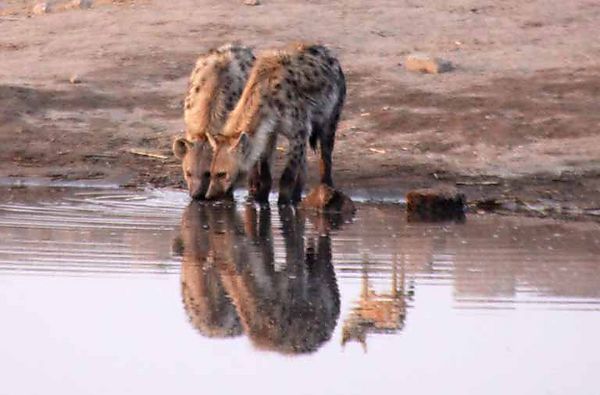 Hyena reflection