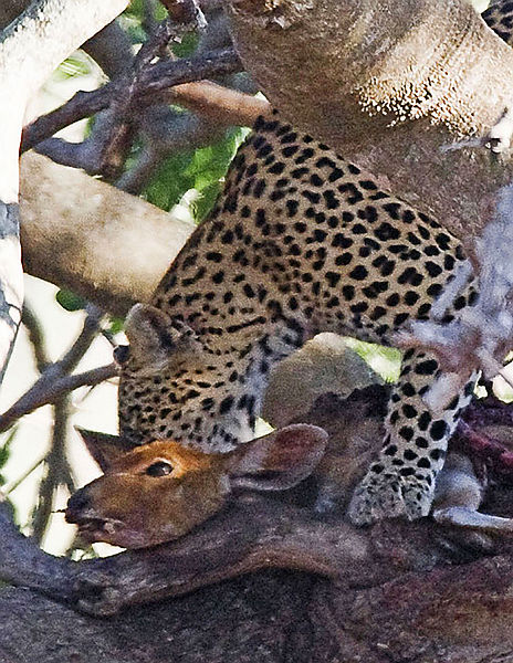 Impala In A Tree