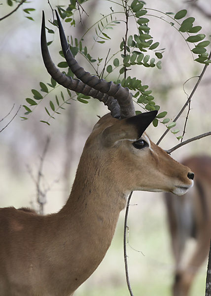 Impala Ram