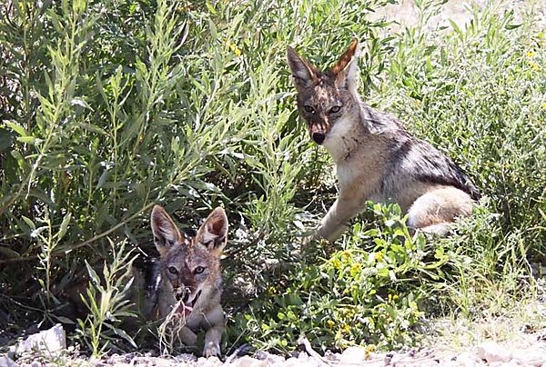 Jackal