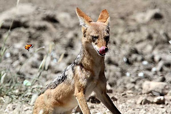 Jackal and butterflies