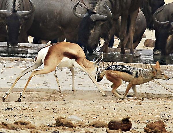 Jackal and impala